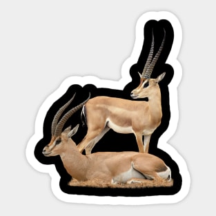 Grant´s Gazelle - Antelope - Kenya / Africa Sticker